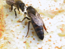 včelí královny 03