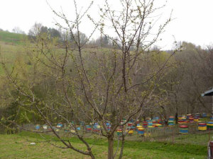 MIODOLAND polské úly včelí královny ukládající med Polsko 02