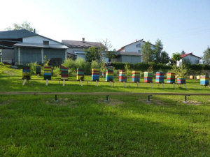 MIODOLAND polské úly včelí královny ukládající med Polsko 12